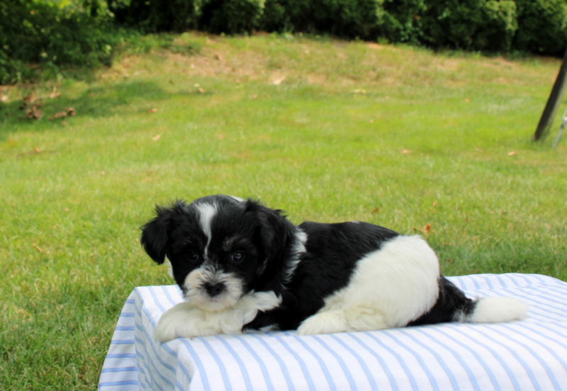 puppy, for, sale, Shi-Poo, Matthew B. Stoltzfus, dog, breeder, Gap, PA, dog-breeder, puppy-for-sale, forsale, nearby, find, puppyfind, locator, puppylocator, aca